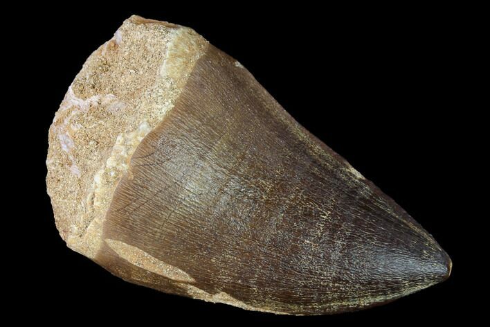 Huge Mosasaur (Prognathodon) Tooth #163692